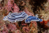 Chromodoris willani (Willan's Chromodoris)