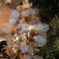 Clavelina moluccensis (Clavelina Moluccensis)