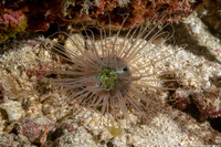 Cerianthus filiformis (Cerianthus Filiformis)