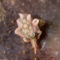 Sagaminopteron psychedelicum (Psychedelic Batwing Slug)