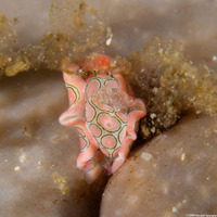 Sagaminopteron psychedelicum (Psychedelic Batwing Slug)