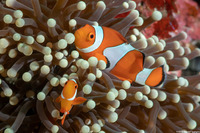 Amphiprion ocellaris (False Clown Anemonefish)