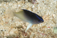 Chrysiptera rollandi (Rolland's Damsel)