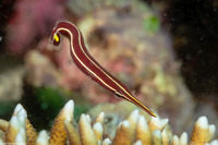 Diademichthys lineatus (Urchin Clingfish)