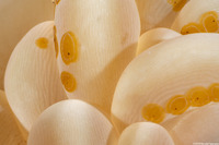 Waminoa sp.1 (Waminoa sp.1)