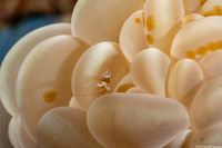 Plerogyra sinuosa (Pearl Bubble Coral)
