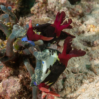 Nembrotha chamberlaini (Chamberlain's Nembrotha)