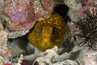 Gymnothorax javanicus (Giant Moray)