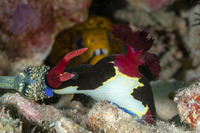 Nembrotha chamberlaini (Chamberlain's Nembrotha)