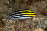 Meiacanthus grammistes (Striped Fangblenny)