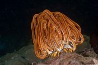 Anneissia bennetti (Bennett's Feather Star)