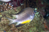 Amblyglyphidodon leucogaster (Yellowbelly Damsel)