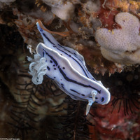 Chromodoris willani (Willan's Chromodoris)