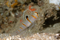 Amblyeleotris randalli (Randall's Shrimpgoby)