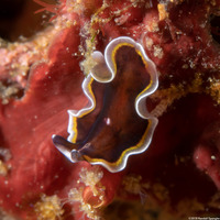 Pseudobiceros uniarborensis (One Tree Island Flatworm)