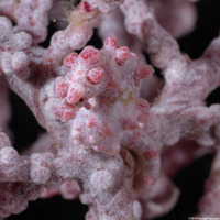 Hippocampus bargibanti (Pygmy Seahorse)