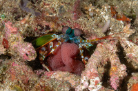 Odontodactylus scyllarus (Peacock Mantis Shrimp)