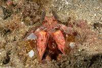 Lysiosquilla lisa (Lisa's Mantis Shrimp)