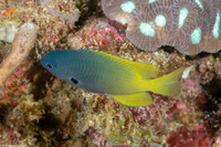 Pomacentrus nigromanus (Goldback Damsel)