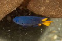 Pomacentrus philippinus (Philippine Damsel)