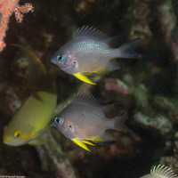 Amblyglyphidodon orbicularis (Orbicular Damsel)