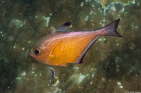 Pempheris vanicolensis (Vanikoro Sweeper)