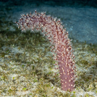 Cavernularia sp.1 (Cavernularia sp.1)