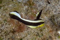 Diagramma pictum (Silver Sweetlips)