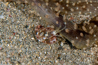 Lissocarcinus laevis (Harlequin Swimming Crab)