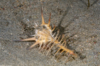Murex ternispina (Tipped Murex)