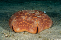 Culcita novaeguineae (Cushion Star)