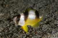 Amblypomacentrus breviceps (Black-Banded Damsel)