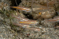 Ostorhinchus moluccensis (Moluccan Cardinalfish)