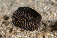 Arothron stellatus (Star Puffer)