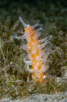 Veretillum sp.1 (Veretillum sp.1)