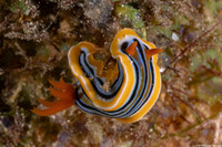 Chromodoris colemani (Coleman's Chromodoris)