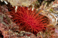 Ctenoides ales (Electric Fileclam)