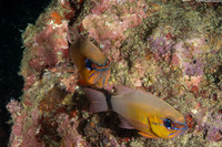 Ostorhinchus aureus (Ringtailed Cardinalfish)