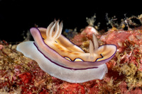 Goniobranchus coi (Co's Chromodoris)