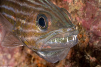 Cheilodipterus macrodon (Tiger Cardinalfish)
