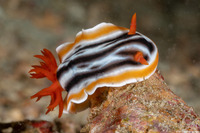 Chromodoris magnifica (Magnificent Chromodoris)