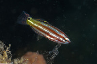 Halichoeres prosopeion (Twotone Wrasse)