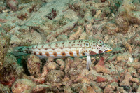 Parapercis clathrata (Latticed Sandperch)
