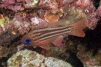 Ostorhinchus compressus (Splitband Cardinalfish)