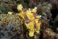 Antennarius maculatus (Warty Frogfish)