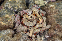 Tripneustes gratilla (Collector Urchin)