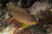 Pomacentrus amboinensis (Ambon Damsel)