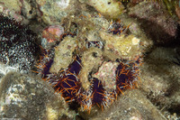 Tripneustes gratilla (Collector Urchin)
