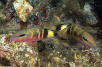 Parupeneus multifasciatus (Manybar Goatfish)