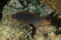 Halichoeres argus (Argus Wrasse)